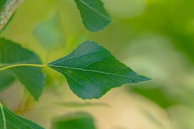 Populus nigra 'Italica' beveerd 4-6