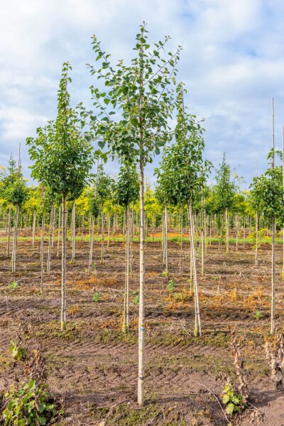 Populus tremula hoogstam 12/14