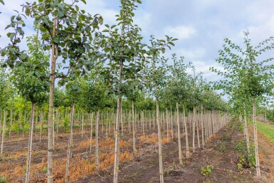 Populus tremula hoogstam