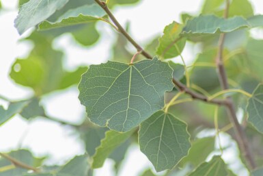 Populus tremula hoogstam 12/14