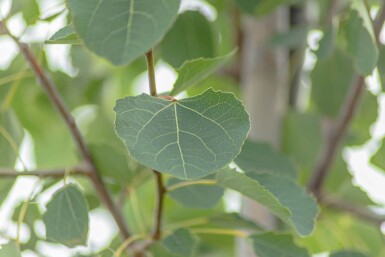 Populus tremula hoogstam 12/14