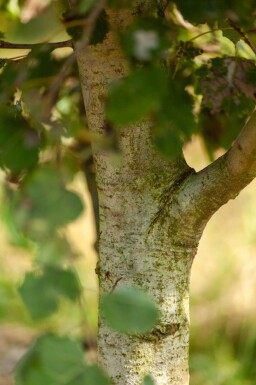 Populus tremula meerstammig
