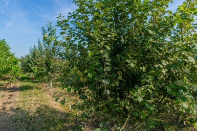 Populus tremula meerstammig