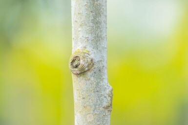 Populus tremula meerstammig