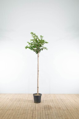Prunus 'Accolade' hoogstam 10/12