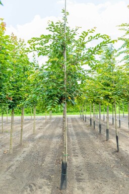 Prunus 'Accolade' hoogstam 10/12