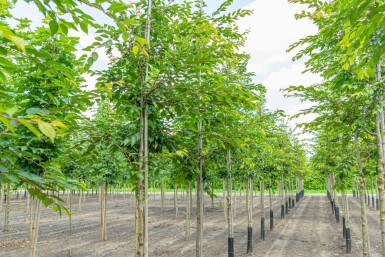 Prunus 'Accolade' hoogstam 10/12