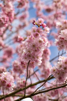 Prunus 'Accolade' hoogstam 10/12
