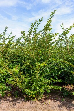 Prunus 'Accolade' meerstammig 400-450