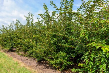 Prunus 'Accolade' meerstammig 400-450