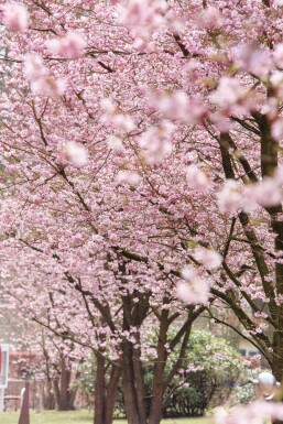 Prunus 'Accolade' meerstammig 400-450