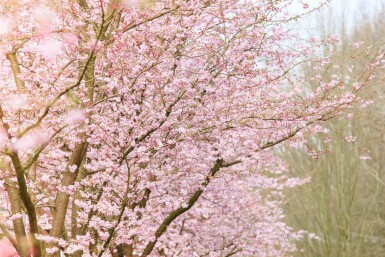 Prunus 'Accolade' meerstammig 400-450