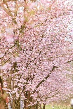 Prunus 'Accolade' meerstammig 400-450