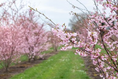 Prunus 'Accolade' meerstammig 400-450