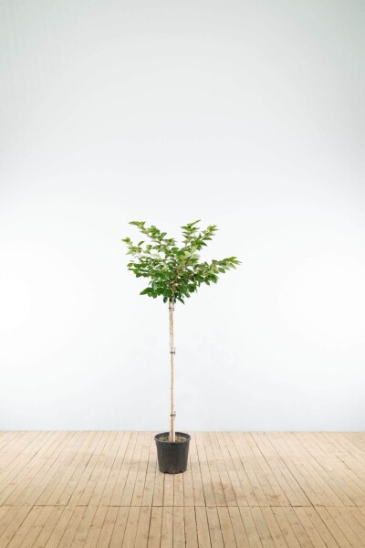 Prunus 'Accolade' halfstam 120cm stam