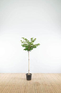 Prunus 'Accolade' halfstam 120cm stam