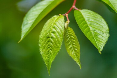 Prunus 'Accolade' halfstam 120cm stam