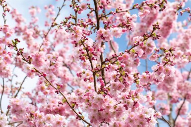 Prunus 'Accolade' halfstam 120cm stam