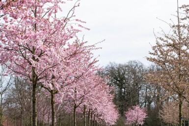 Prunus 'Accolade' halfstam 120cm stam