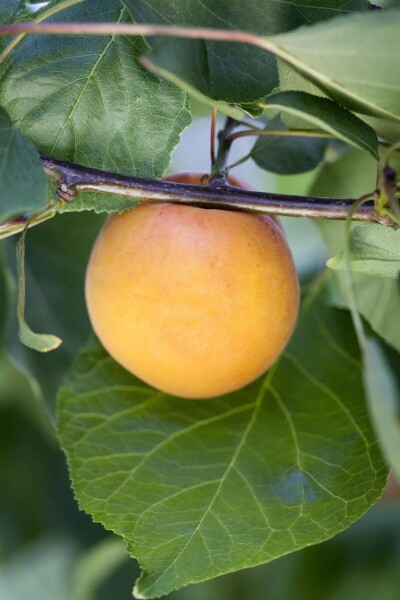 Prunus armeniaca hoogstam 10/12
