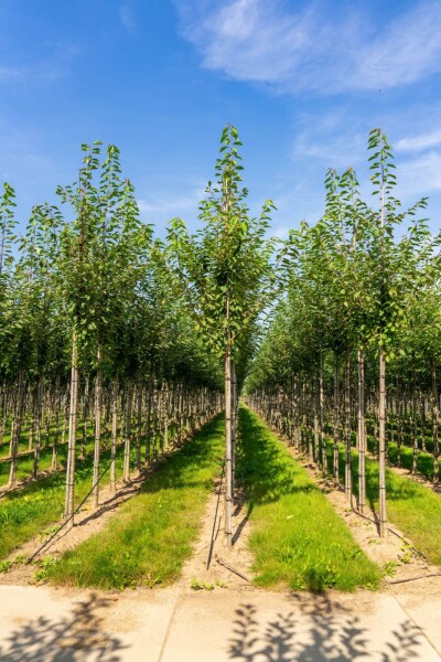 Prunus avium hoogstam 10/12