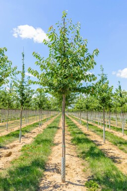 Prunus avium hoogstam