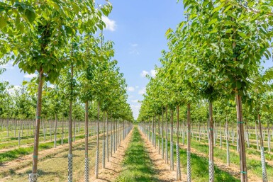 Prunus avium hoogstam 10/12