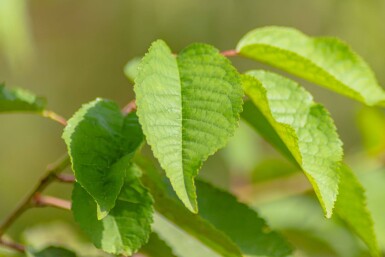 Prunus avium hoogstam 10/12