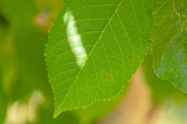 Prunus avium hoogstam 10/12