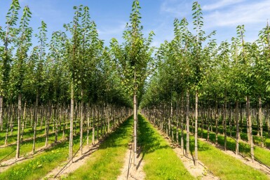 Prunus avium hoogstam 10/12