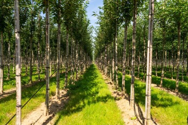 Prunus avium hoogstam 10/12