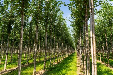 Prunus avium hoogstam 10/12