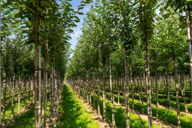 Prunus avium hoogstam 10/12