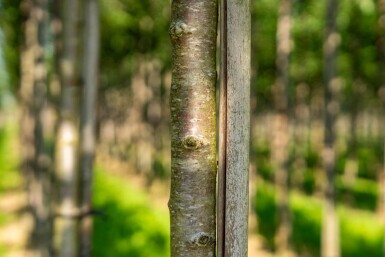 Prunus avium hoogstam 10/12