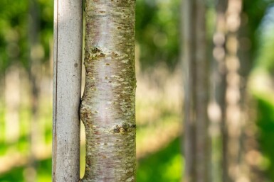 Prunus avium hoogstam 10/12