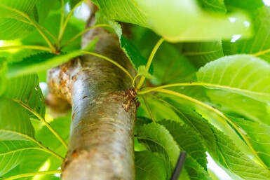 Prunus avium hoogstam 10/12