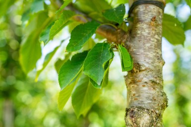 Prunus avium hoogstam 10/12