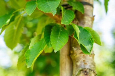 Prunus avium hoogstam 10/12