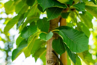 Prunus avium hoogstam 10/12