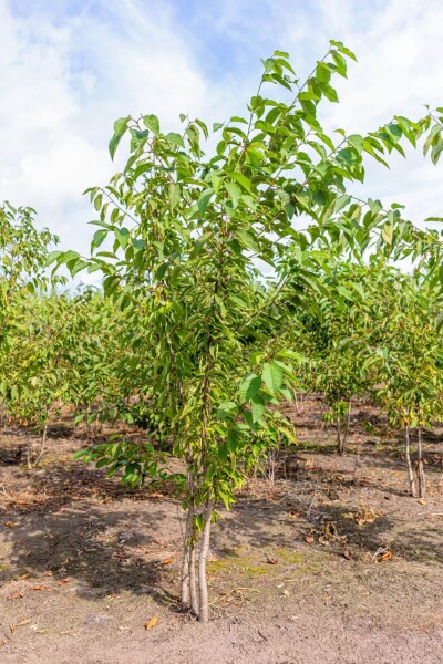 Prunus avium meerstammig 300-350