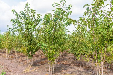 Prunus avium meerstammig 300-350