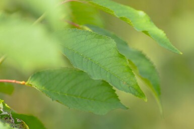 Prunus avium meerstammig 300-350