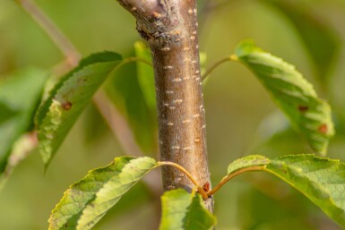Prunus avium meerstammig 300-350