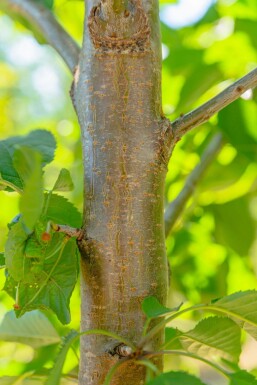Prunus avium meerstammig 300-350