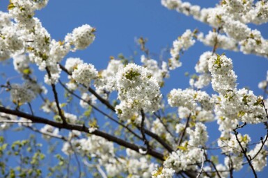 Prunus avium meerstammig 300-350