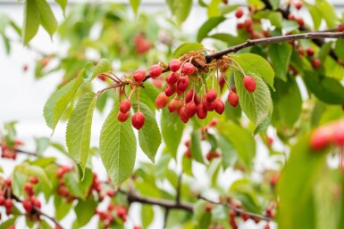 Prunus avium meerstammig 300-350