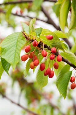 Prunus avium meerstammig 300-350
