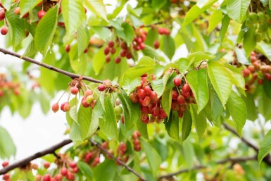Prunus avium meerstammig 300-350