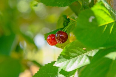 Prunus avium meerstammig 300-350