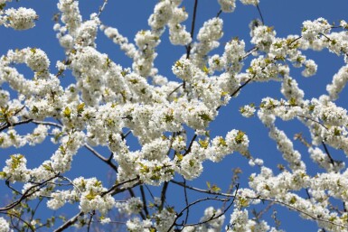 Prunus avium meerstammig 300-350